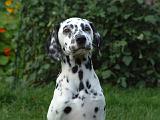 DALMATIEN 520